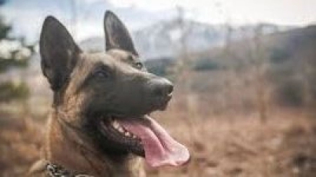 Pas izujedao djevojčicu tokom igre, vlasnik tvrdi: "Ne znam šta mu je bilo"