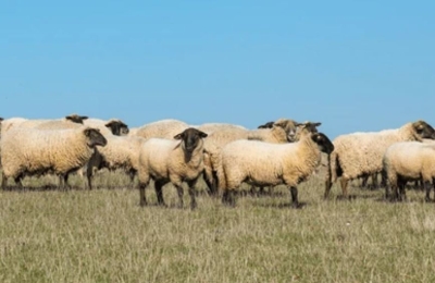 Sve je moguće kada su izbori u BiH: Dijeli se 1.500 ovaca, zainteresovanim upućen poziv