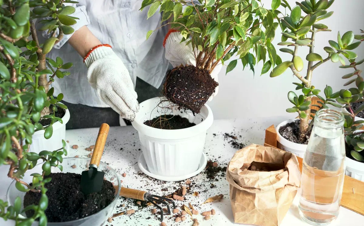 Uobičajeni kuhinjski otpad uzrokuje da biljke rastu više i jače, nadmašuje većinu gnojiva