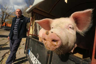 (FOTO) Svinjokolj samo što nije: Tovljenici 4 KM, ali građani VIŠE VOLE POLUTKE, pogledajte zašto i šta se više isplati