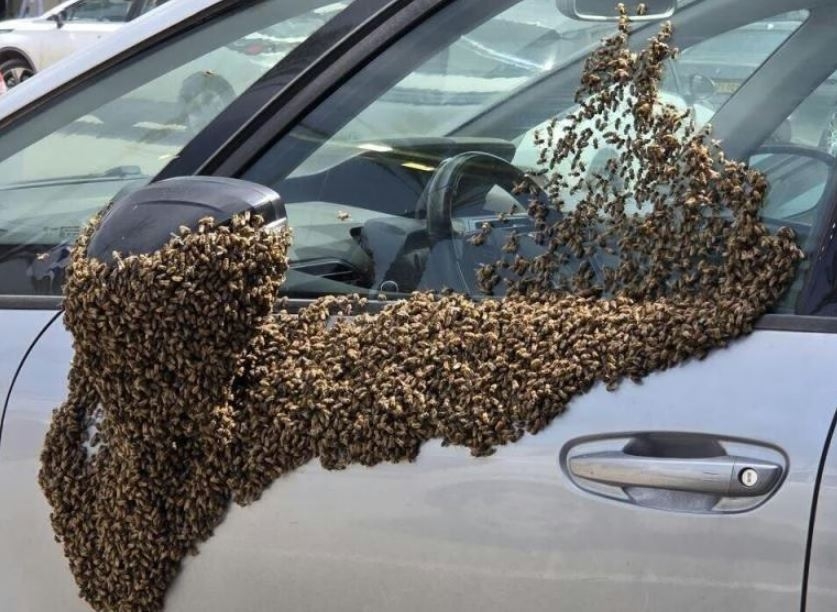 Veliki rojevi pčela preplavili grad na jugu Izraela, građanima izdato upozorenje