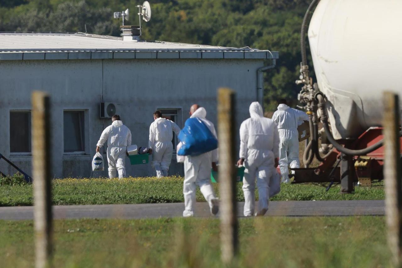 Potvrđen slučaj afričke svinjske kuge u Hrvatskoj