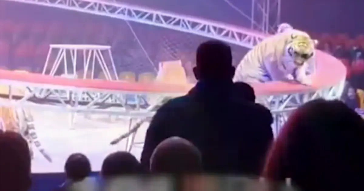 Tigar skočio među gledatelje u cirkusu, uslijedila je neviđena panika