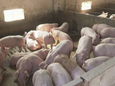 Pojačati biosigurnosne mjere zbog blizine žarišta afričke kuge svinja u Brčko distriktu