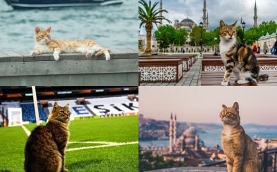 Istanbul iz druge perspektive: Grad u kojem mačke imaju poseban tretman i mjesto