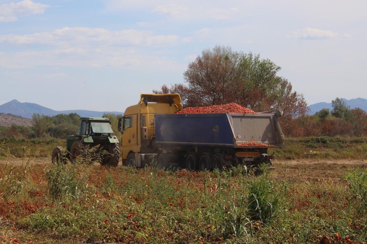 BILI SMO NA BERBI RAJČICA Proizvodnja i prerada u Marinadi nisu stale. HERCEGOVAČKA ŠALŠA JE NAJBOLJA!