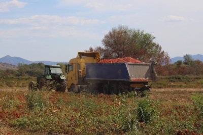 BILI SMO NA BERBI RAJČICA Proizvodnja i prerada u Marinadi nisu stale. HERCEGOVAČKA ŠALŠA JE NAJBOLJA!