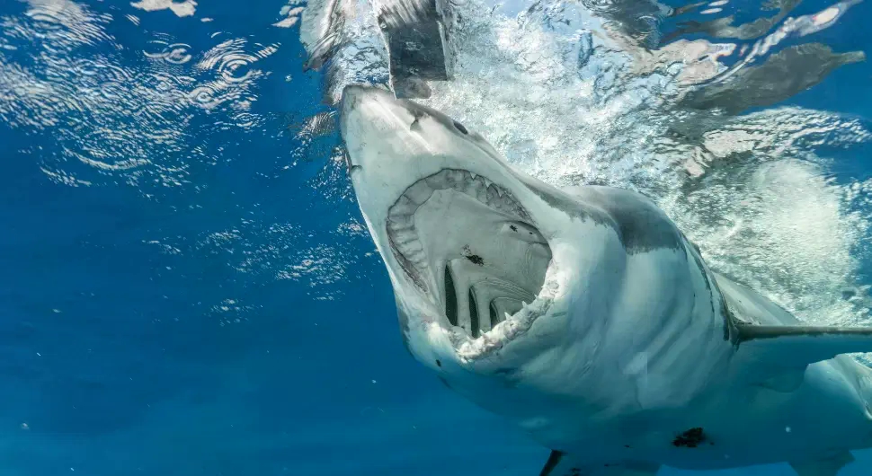 Застрашујући призори у Пули: Ајкула дуга осам метара изронила испред туриста