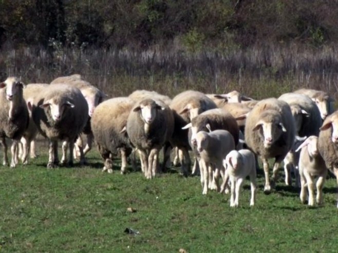 Psi lutalice upali u tor i zaklali ovce i jagnjadi