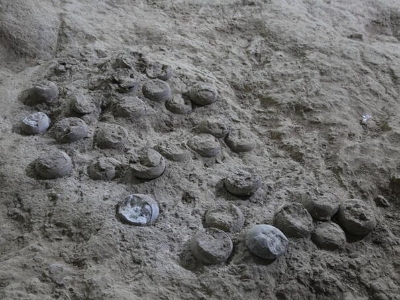 Kineski naučnici razvili nanopremaz za zaštitu fosila jaja dinosaura