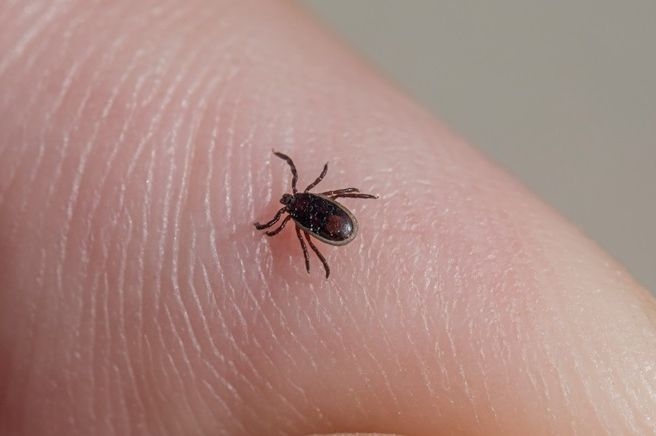 Šta da radite kada se na vas zakači krpelj: Ovo je jedino ispravno rješenje