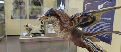 Dinosaurus sa četiri krila zbunio naučnike (VIDEO)