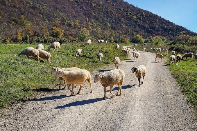 Saobraćajka kakva se ne pamti: Zbog ovaca na auto-putu slupana tri automobila