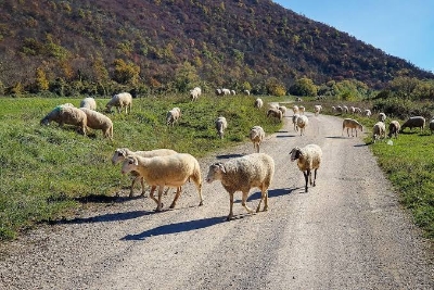 Saobraćajka kakva se ne pamti: Zbog ovaca na auto-putu slupana tri automobila