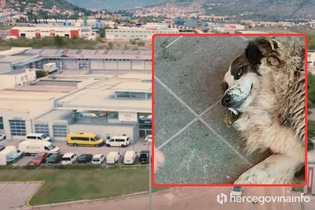 Mostar: Policiji prijavljeno da je vozač Golfa namjerno pregazio psa lutalicu