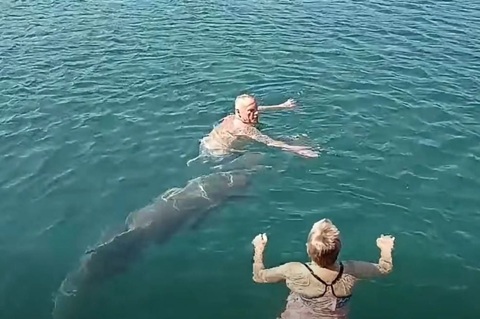 Nesvakidašnja scena u Dalmaciji: Delfin se pridružio kupačima (VIDEO)