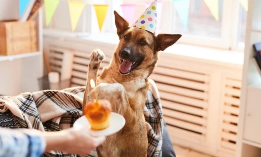 Zabluda u koju svi vjeruju: Ovako se zapravo računaju pseće godine