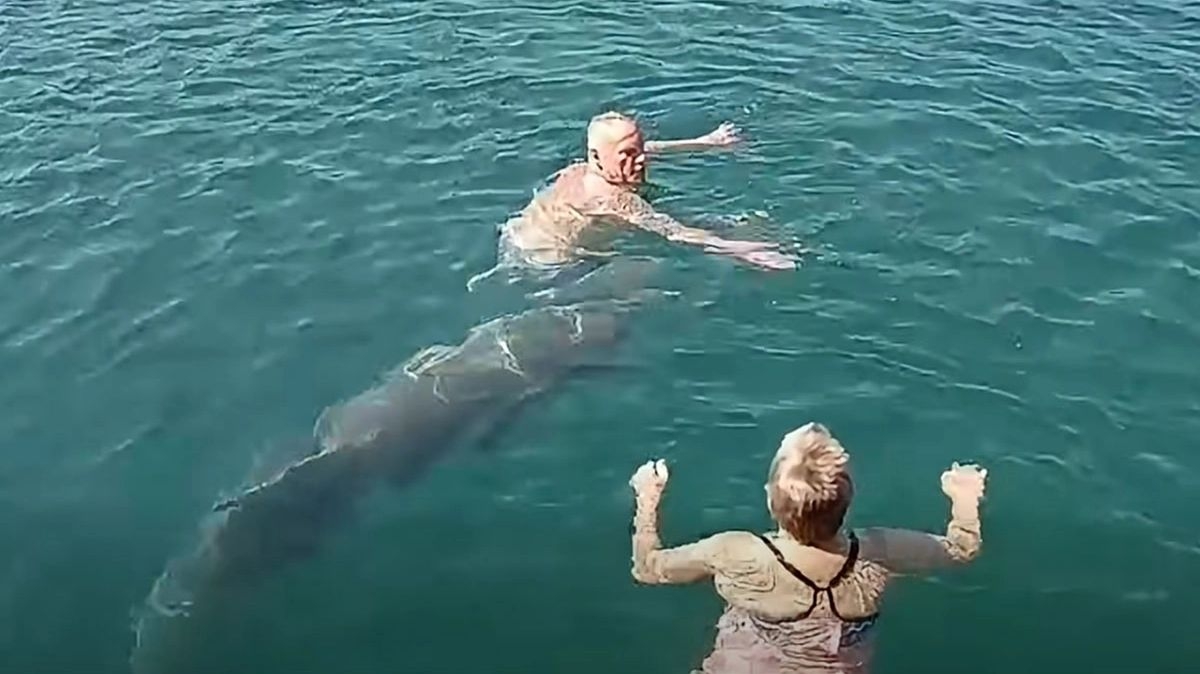 Nesvakidašnja scena u Dalmaciji: Delfin se pridružio kupačima