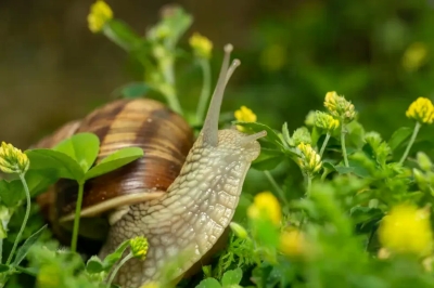 Puževi vam uništavaju cvijeće i povrće? Riješite ih se zauvijek uz pomoć 1 sastojka iz kuhinje