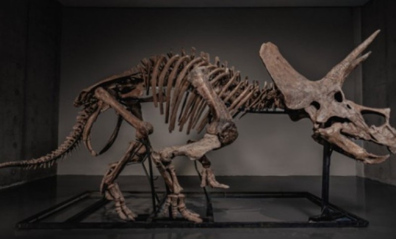 Aukcija u Njujorku: Skelet malog dinosaurusa prodat za vrtoglavih 47,3 miliona dolara