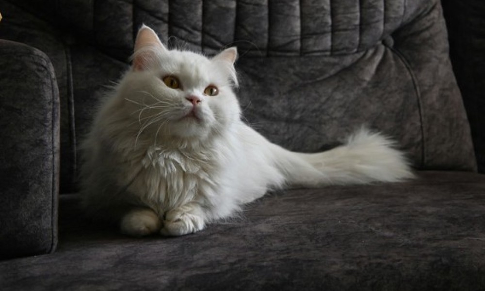 Hrana nije jedini kriterijum: Evo kako mačke biraju najdražu osobu u kući