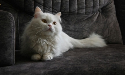 Hrana nije jedini kriterijum: Evo kako mačke biraju najdražu osobu u kući