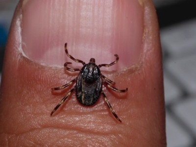 JEZIVA PRIJETNJA STIŽE U EVROPU: Opasni 'krpelj lovac' proganja i napada ljude, prenosi smrtonosni virus sličan...