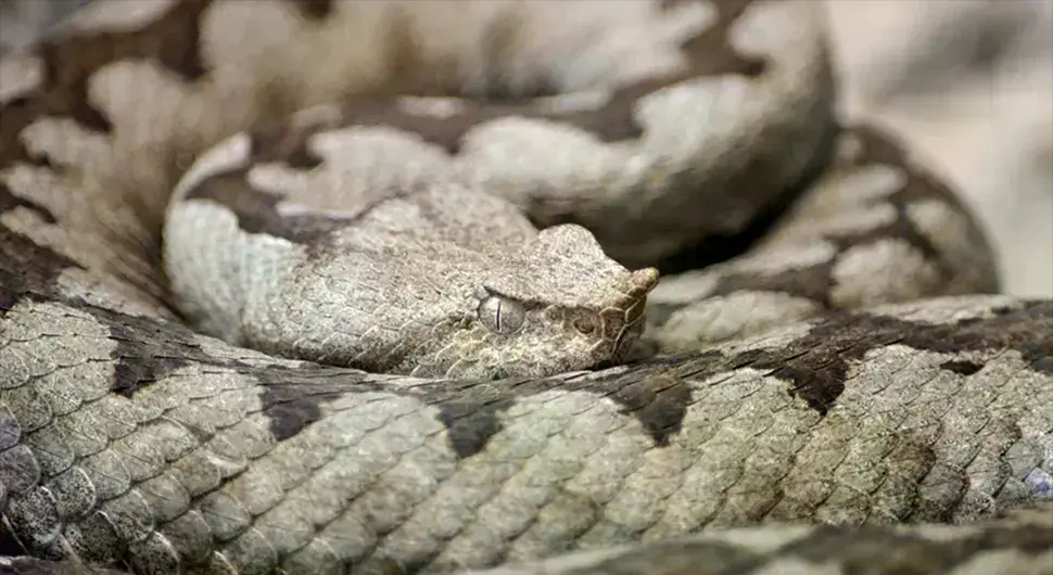 "Данас сам видио четири поскока" Повећан број змија у овом дијелу БиХ