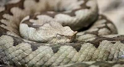 "Данас сам видио четири поскока" Повећан број змија у овом дијелу БиХ