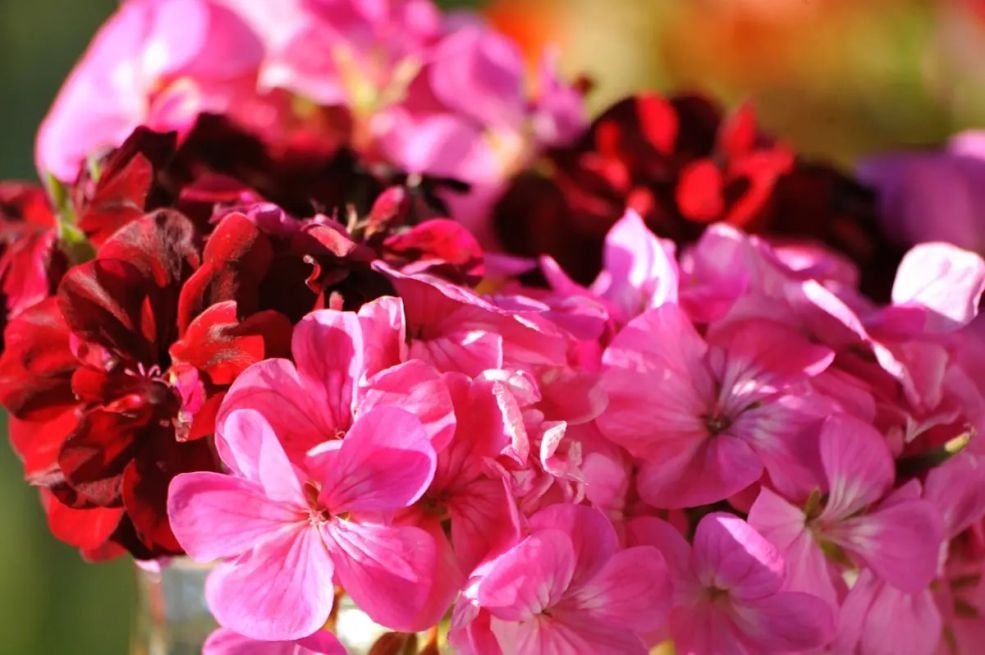Trik koji osvaja balkone: Jedna kap čini čudo, muškatle cvjetaju bez prestanka