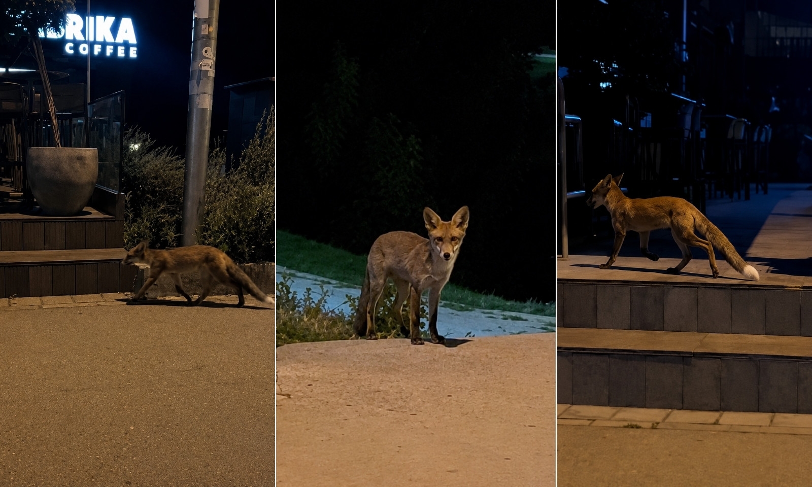 Neobičan gost “na kafi”: Lisica snimljena u bašti banjalučkog lokala VIDEO