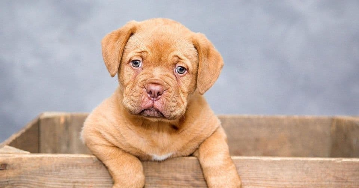 Veterinarka otkriva pet znakova upozorenja da vaš pas pati
