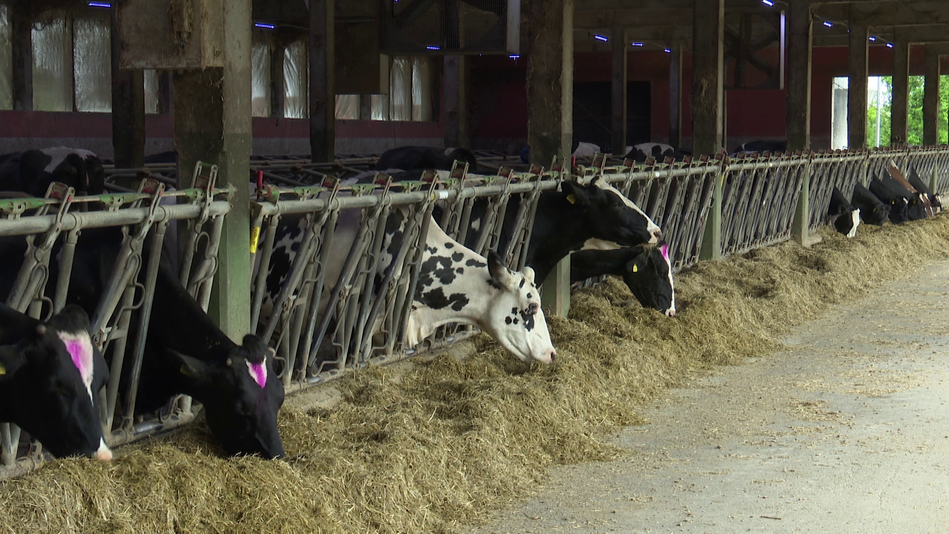 Mljekari u Srpskoj na mukama: Sve teže prodaju mlijeko