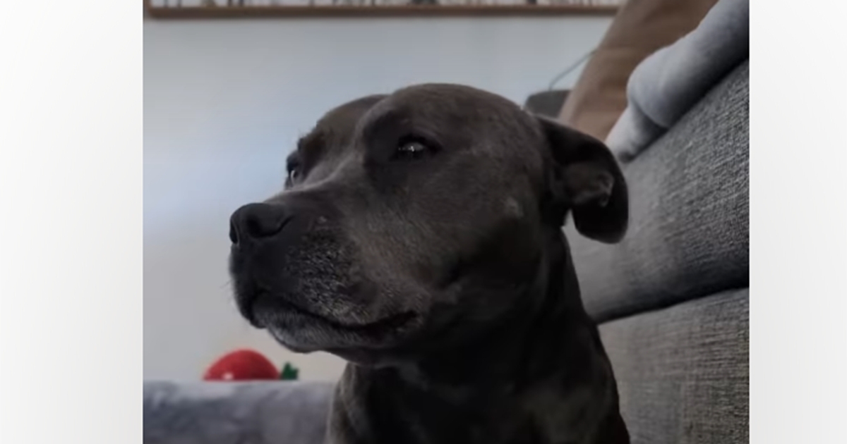 Holi svoje plišane igračke čuva kao najveće blago (VIDEO)