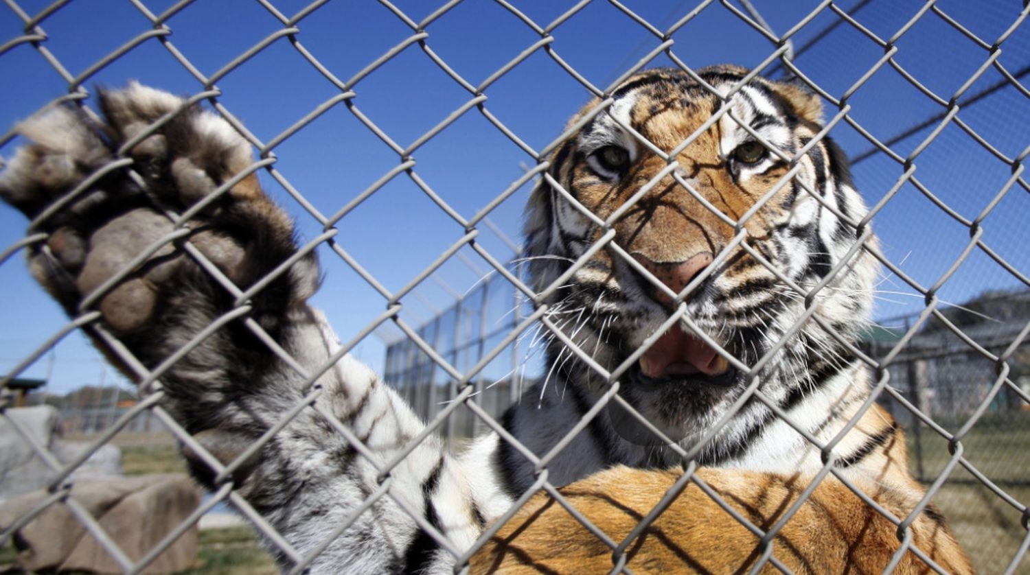 Tigar skočio među publiku, cirkusom odjekivali vriska i zapomaganje VIDEO