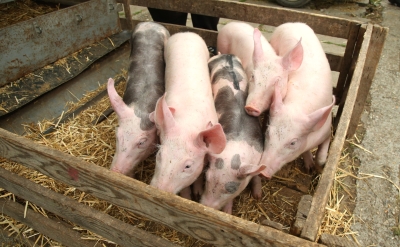 (FOTO) Je li preokret na pomolu? Prasići opet pojeftinili, pogledajte kakva je situacija sa jagnjićima