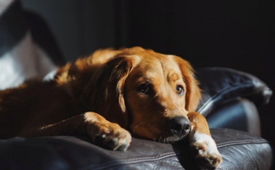 Vlasnici ih teško prepoznaju: Ovo su suptilni znakovi da je vaš pas u bolovima