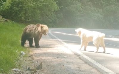 Video koji se dijeli mrežama: Medvjed se povukao pred alabaijem, drevnim čuvarom stada