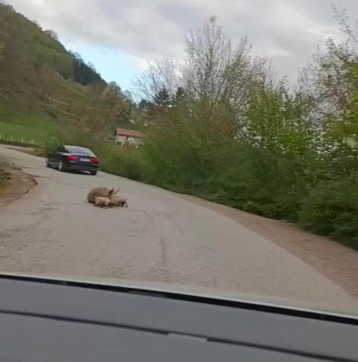 (FOTO) I OVO SE DESILO Na putu Foča - Šćepan Polje se OPRASILA KRMAČA, baš kada je Vlada RS odlučila da Foča bude GRAD