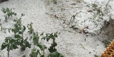 Snažna oluja se iz Bugojna spustila u Hercegovinu: Auti zaglavljeni u ledu, ulice prekrivene gradom