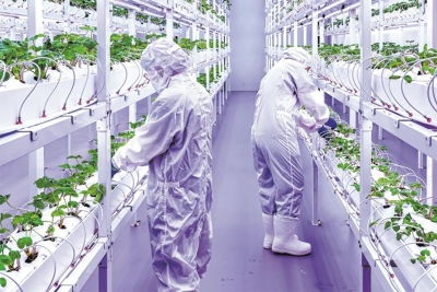 Nevjerovatna tehnologija: 50 tona salate sa samo 100 kvadrata