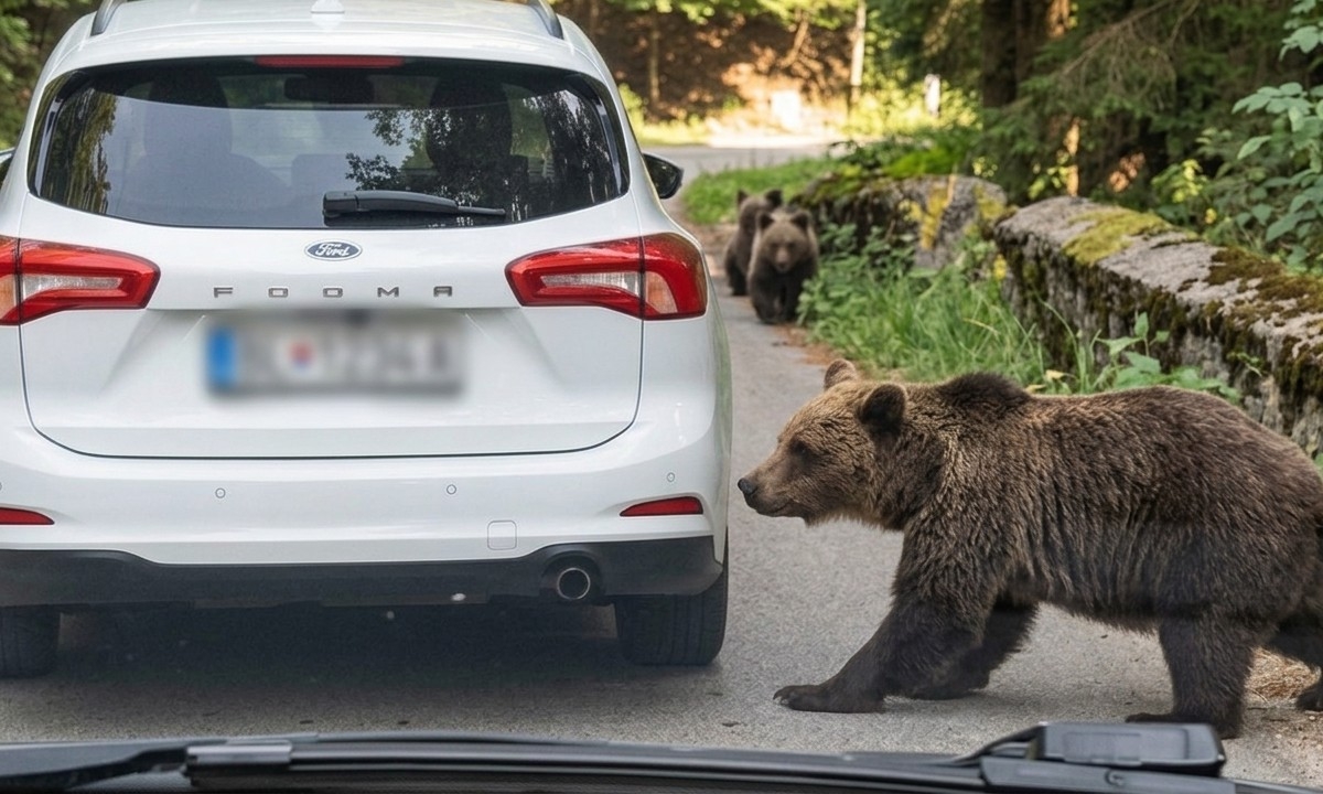 Zgrabio branik i umalo ga otkinuo: Medvjed napravio štetu na automobilu VIDEO