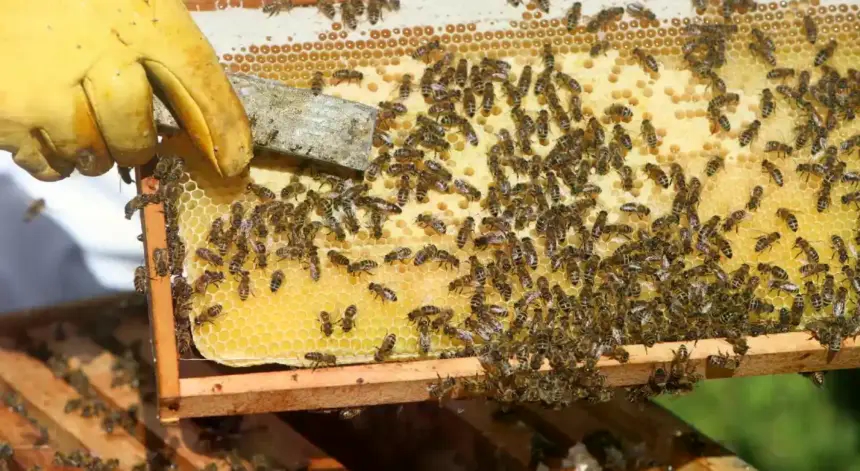 Pčelari upozoravaju: Ove zime mogli bismo izgubiti četvrtinu pčelinjih društava