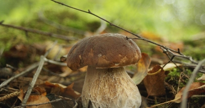 Vrganji mame berače: Gdje ih ima i šta treba znati?