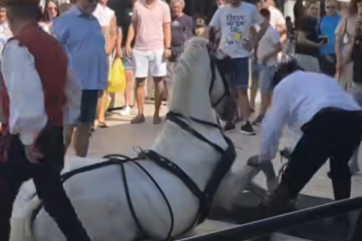 MUČNE SCENE U SINJU: Konji popadali na skliskim kamenim ulicama, snimke se šire mrežama