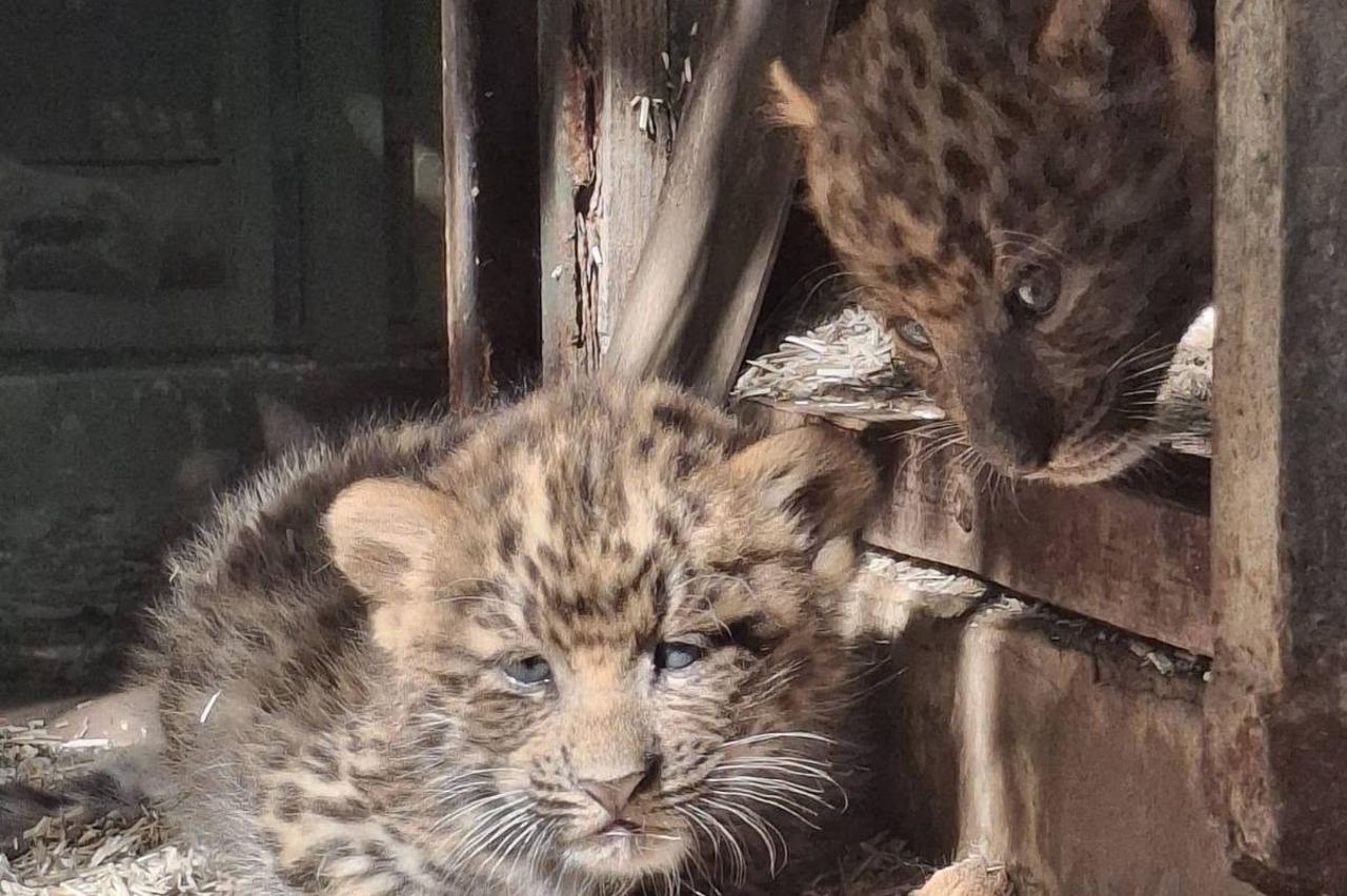 U zagrebačkom Zoološkom vrtu okotila se dva mladunca kineskog leoparda