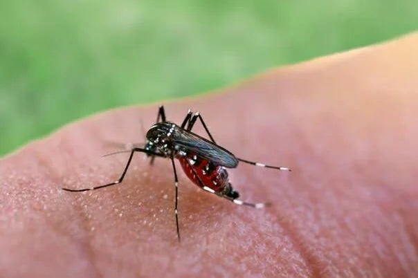 VIRUS ZAPADNOG NILA SE ŠIRI EVROPOM: Više od 10 zemalja prijavilo lokalne slučajeve, najviše u Italiji i Grčkoj