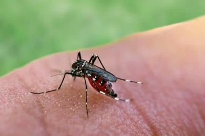 VIRUS ZAPADNOG NILA SE ŠIRI EVROPOM: Više od 10 zemalja prijavilo lokalne slučajeve, najviše u Italiji i Grčkoj
