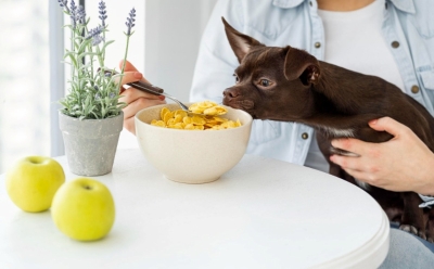 Da li psi smiju jesti tjesteninu? Evo šta kažu veterinari
