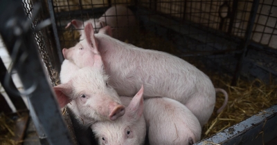 Potvrđena afrička kuga svinja kod Bijeljine